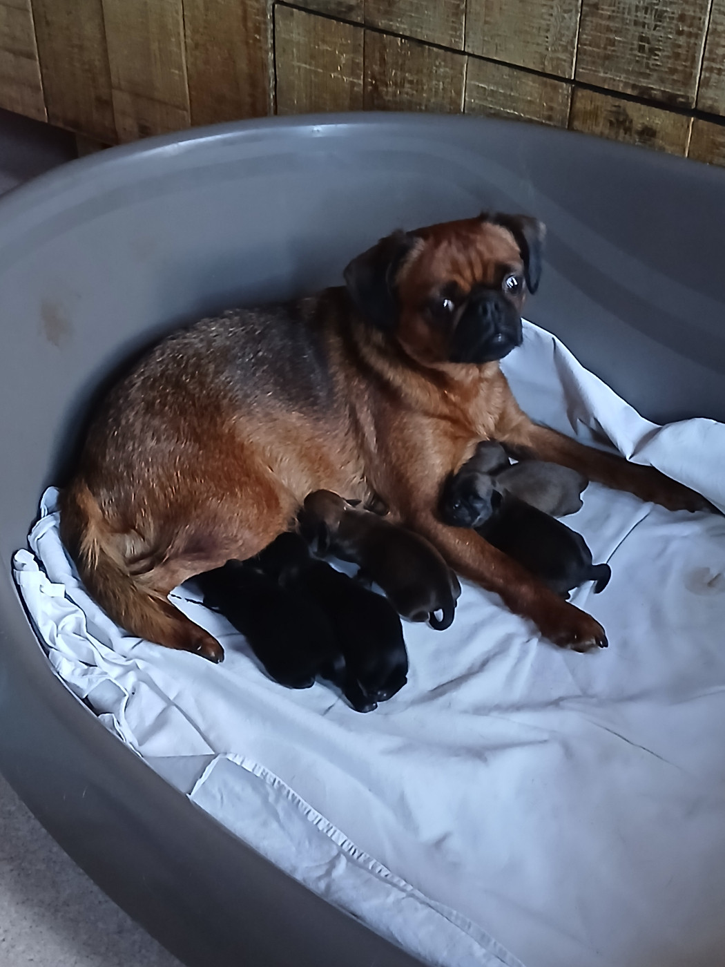 Naissance de 6 chiots magnifiques, 3 mâles et 3 femelles