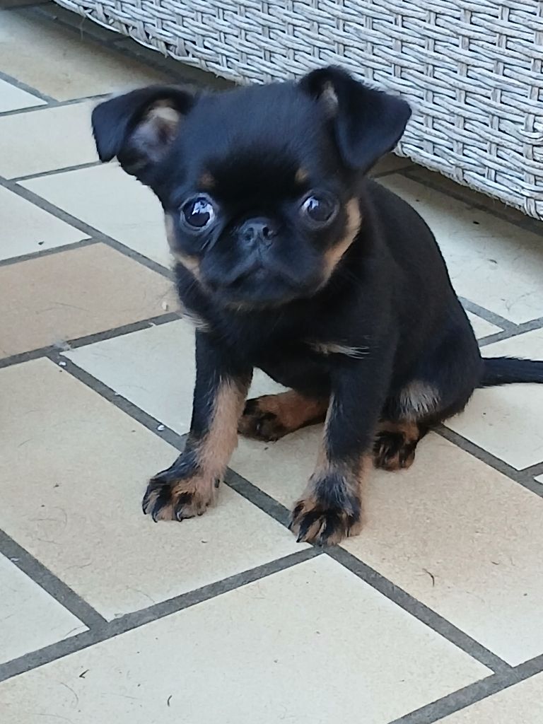 Du Cottage Du Vieux Tilleul - Chiots disponibles - Petit Brabançon