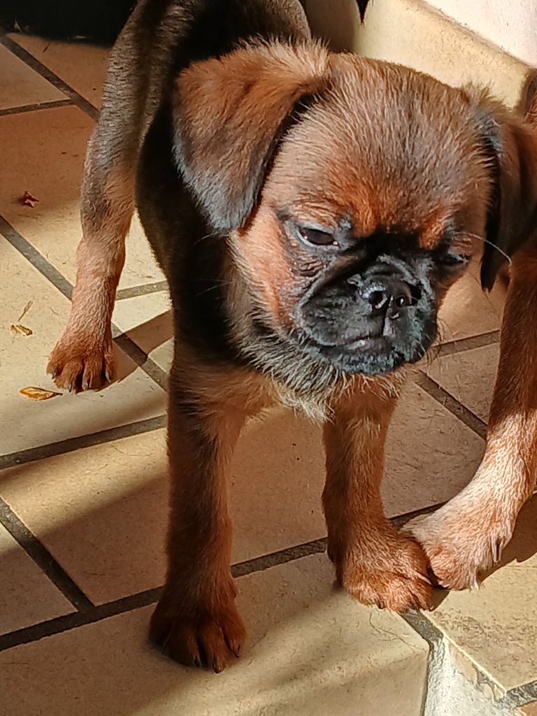 Du Cottage Du Vieux Tilleul - Chiots disponibles - Petit Brabançon