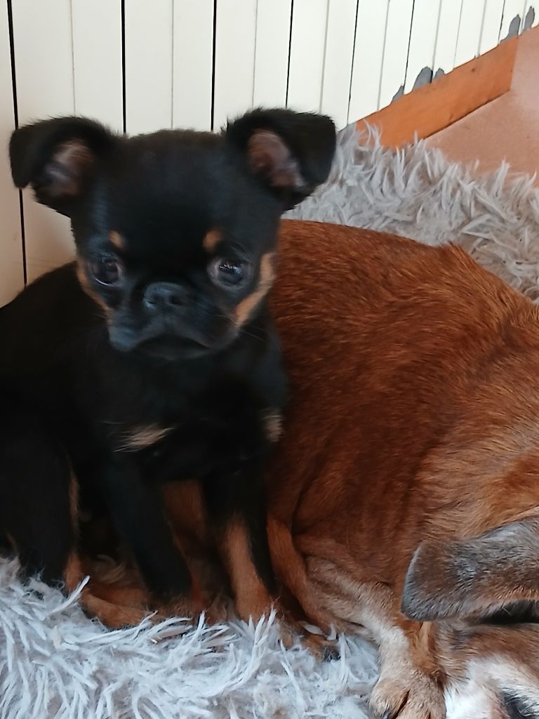 Du Cottage Du Vieux Tilleul - Chiots disponibles - Petit Brabançon