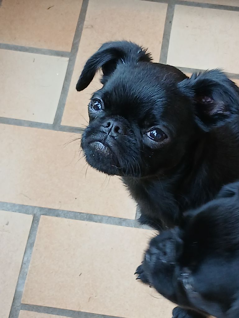 Du Cottage Du Vieux Tilleul - Chiots disponibles - Petit Brabançon